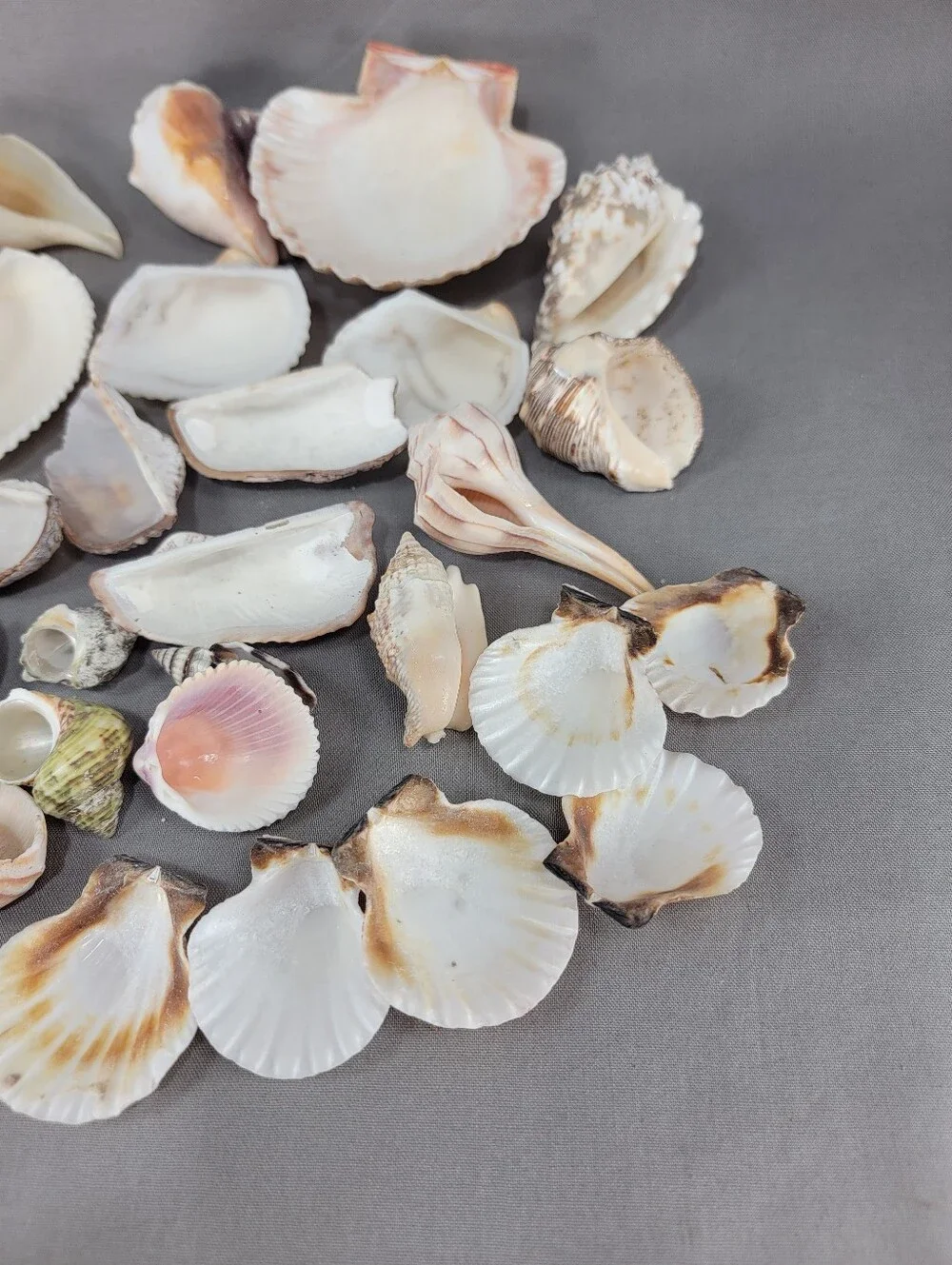 Assorted Seashell Shell Lot Coastal Beach Wedding Crafts Nautical Decor